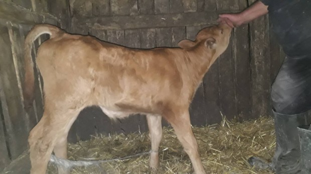 Limousine limuzin bika borjú eladó bikaborjú