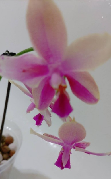 Liodoro orchidea - illatos