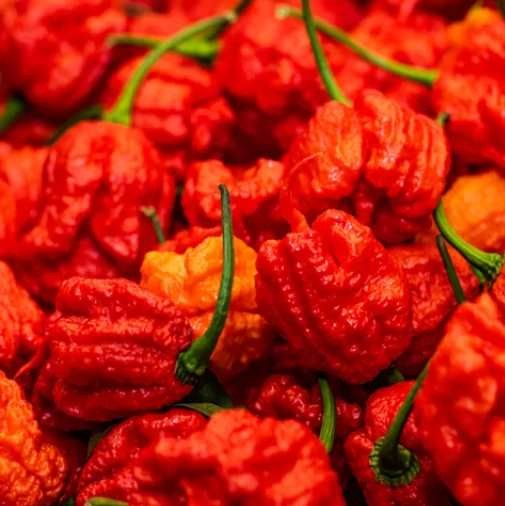 Liofilizlt Fagyasztva szrtott Carolina Reaper 20g  (5009)