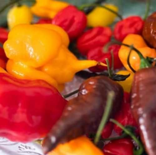 Liofilizlt Fagyasztva szrtott Chilli Mix 20g  (5007)