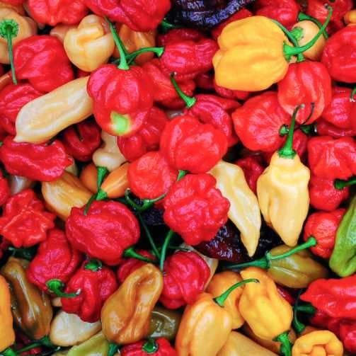 Liofilizlt Fagyasztva szrtott Habanero Mix 20g  (5006)