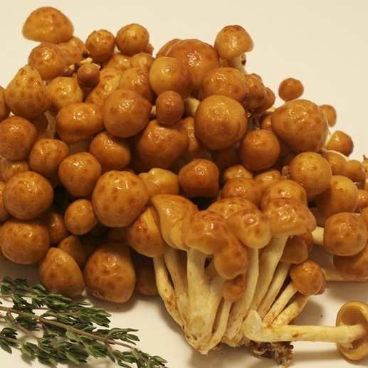 Liofilizlt, Fagyasztva Szrtott Tkegomba Nameko 18g (4731)