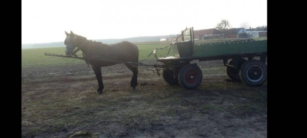 Lipp fl vr kancacsik elad.l csere lehet.