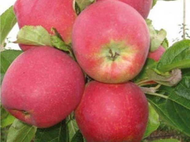 Lisztharmat s varasods rezisztens alma oltvnyok nagy vlasztkban
