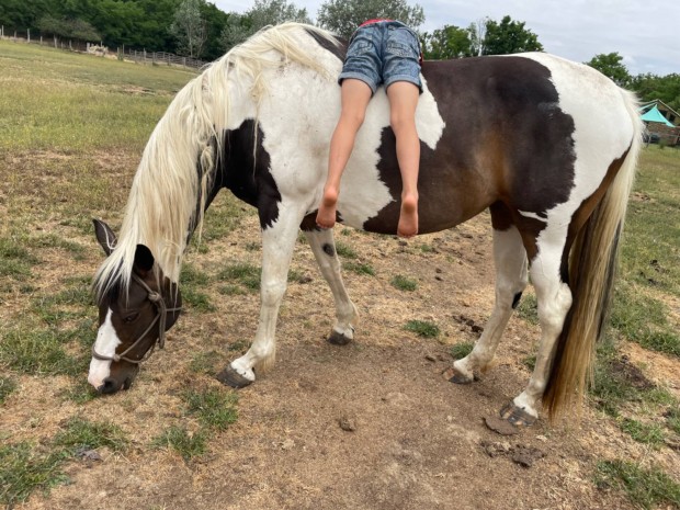 L paint horse x magyar sportl