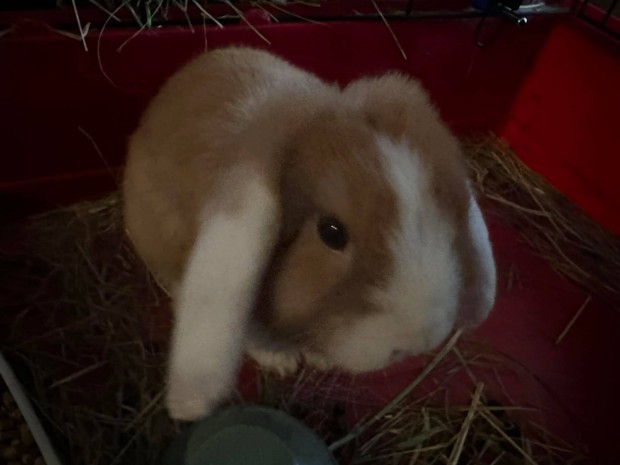 Log�f�l� t�rpe ny�l