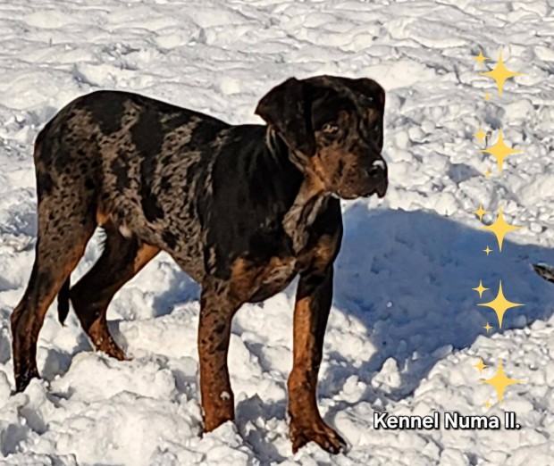 Louisiana Catahoula