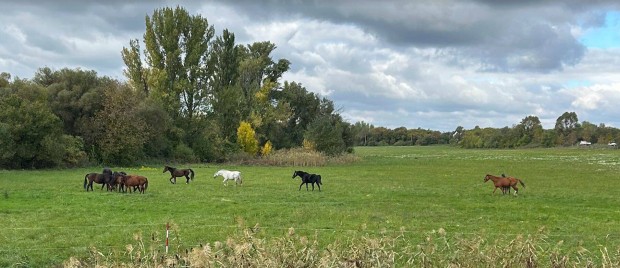 Lovak Brtartst vllaljuk rden mellett