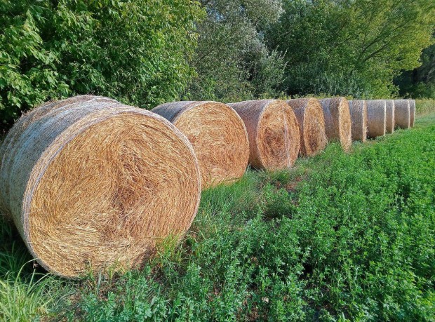 Lucerna, lucernabaszna, lucernabla, bio lucerna