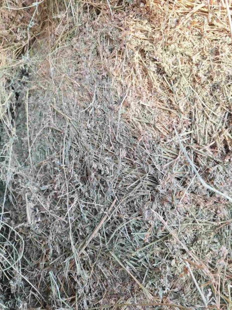 Lucerna nagykörbálás eladó 160cm, szín alatt tárolt