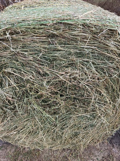 Lucernab�la 130-as