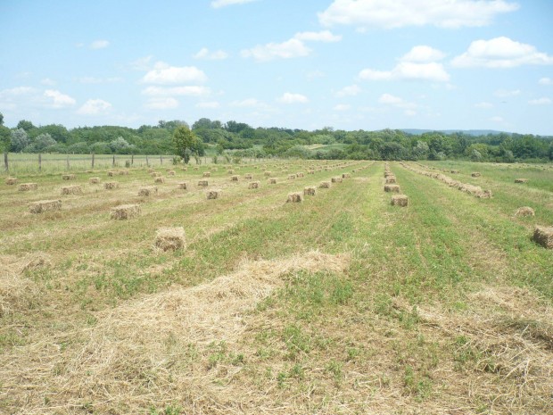Lucerns szna kiskockban