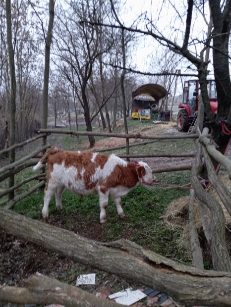 MT Magyar tarka bika borj.