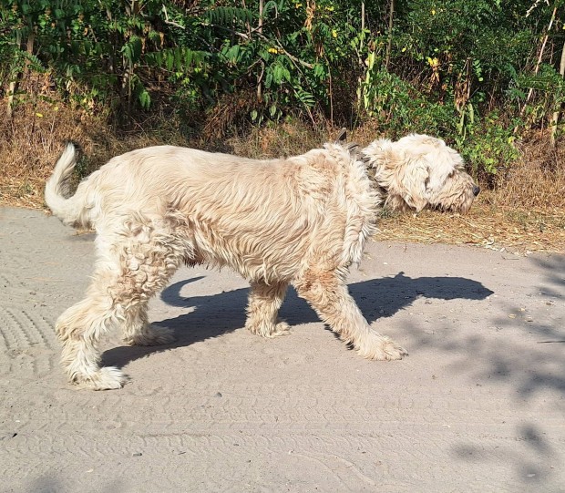 Mack - komondor jelleg kan ingyen elvihet