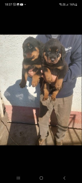 Mackk rottweiler