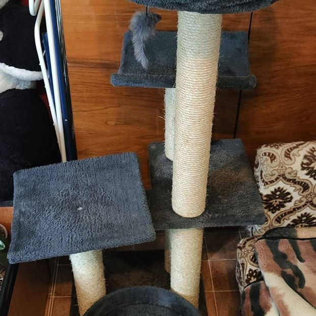 Macskabtor cicknak