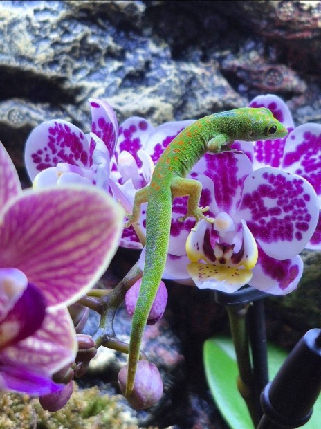Madagaszk�ri gekko terr�rium