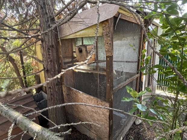 Mad�r volier ketrec mad�rh�z