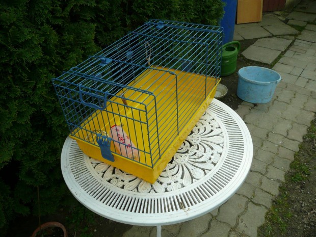 Madrkalitka