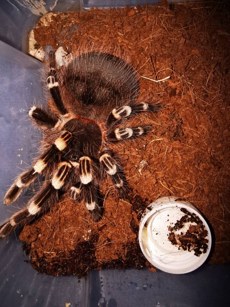 Madrpk, A. geniculata nstny elad