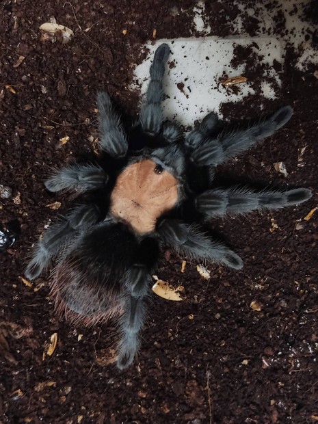 Madrpk (Brachypelma albiceps)