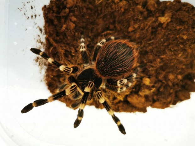 Madrpk, pk, A. geniculata nstnyek eladk