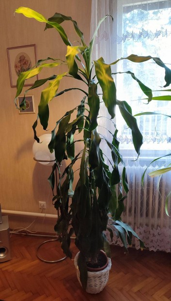 Magas szoban�v�ny