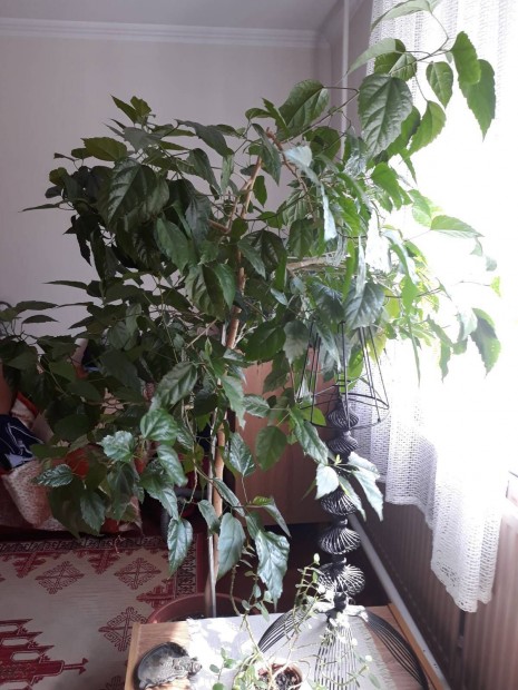 Magas trzs szobai hibiszkusz 160 cm