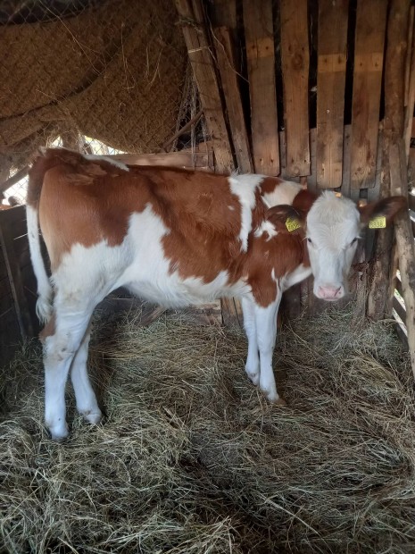 Magyar Tarka sz borj