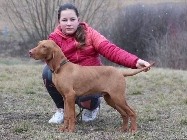 Magyar Vizsla-Trzsknyvezett kiskutya elad mestertenyszetbl!