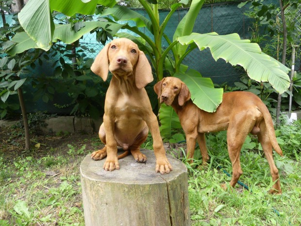 Magyar Vizsla, fajtatiszta, tenyszttl