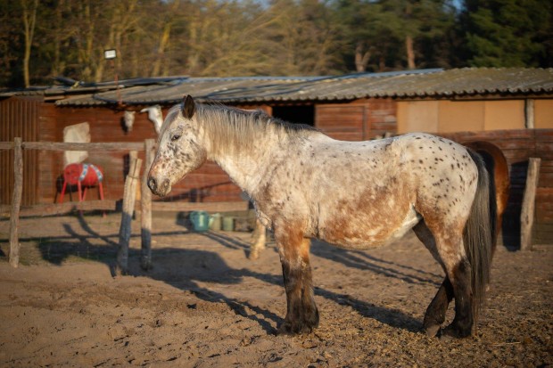 Magyar (Appaloosa) flvr