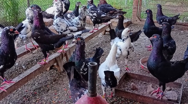 Magyar csirkegalamb fajta egyedei eladók / cserélhetők ( galamb )