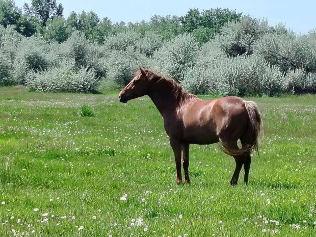 Magyar flvr 6 ves kanca elad