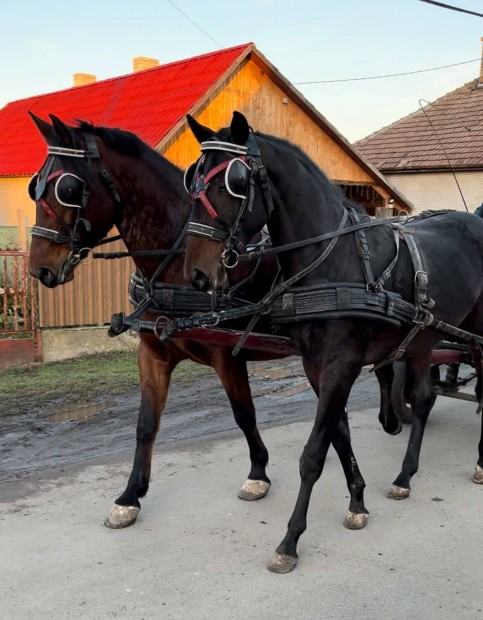 Magyar felvr kanca prban vagy egyedl elad. 