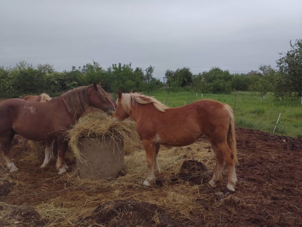 Magyar hidegvr kanca csik