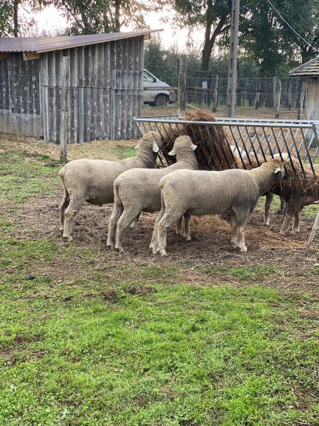 Magyar merino trzsknyves kosok