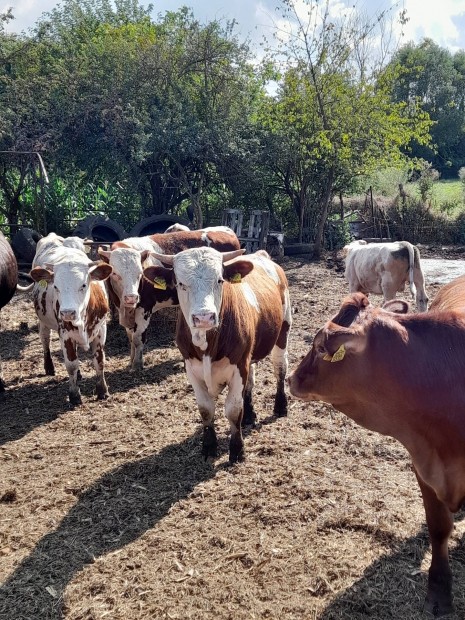 Magyar tarka 4es mentes llomny 300kg vegyes ivar