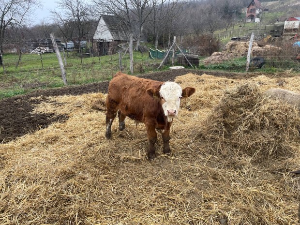 Magyar tarka bika, sz