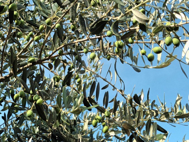 Magyarorszgon szabadfldben termeszthet olajfk (Olea europaea)