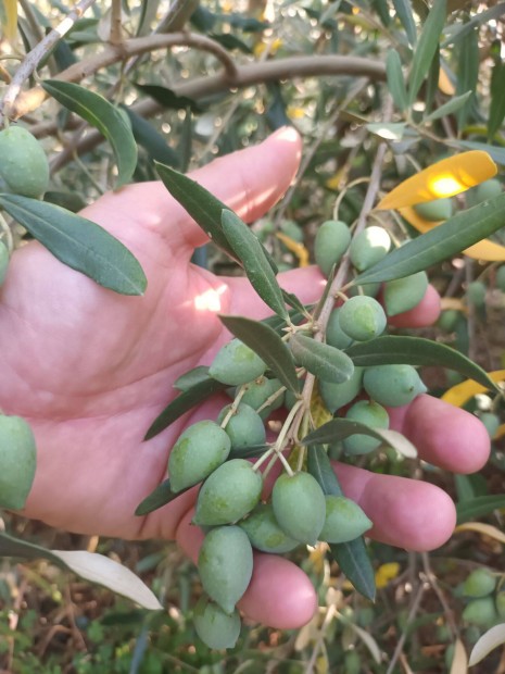 Magyarországon termeszthető olajfák ( olíva, Olea europaea, olajfa )