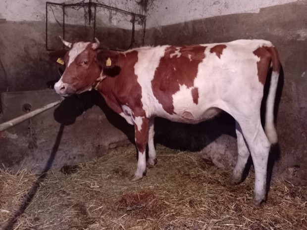 Magyartarka X holstein sz 