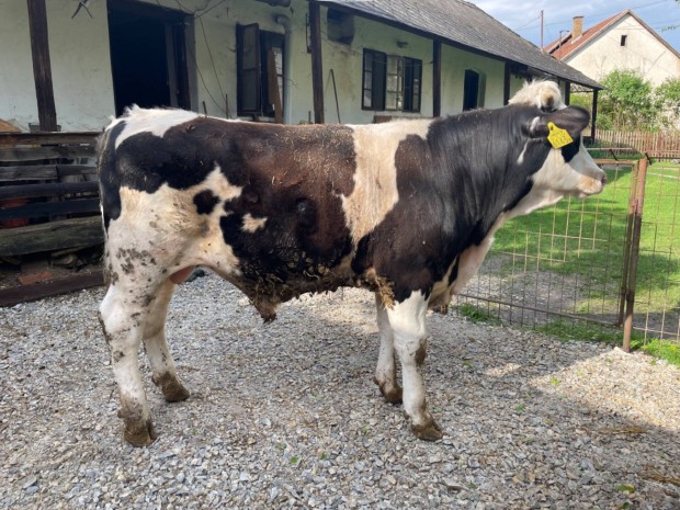 Holstein Friz Bika Felvasarlasi Ara () Holstein Friz Bika Felvasarlasi Ara