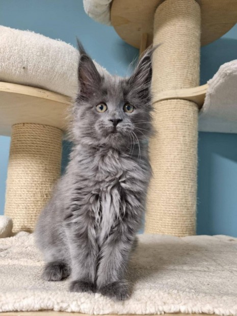 Maine Coon Lnykk csaldra vrnak