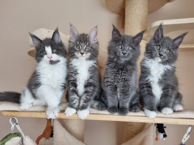 Maine Coon Trzsknyves Lnykk