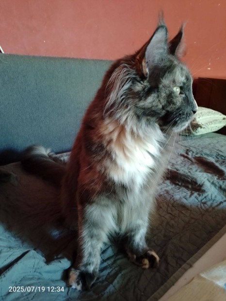Maine Coon cica