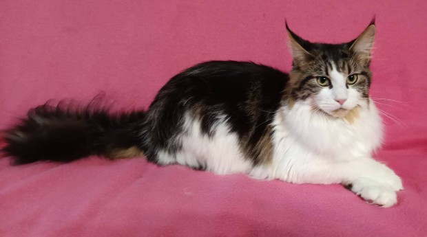 Maine Coon cica tenyszetbl elad (Dolly)