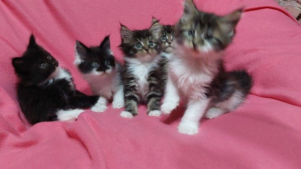 Maine Coon cicák eladók