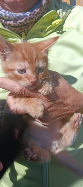 Maine Coon fajtatiszta jelleg kiscick