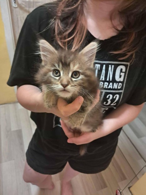 Maine Coon jelleg kiscica ingyen elvihet